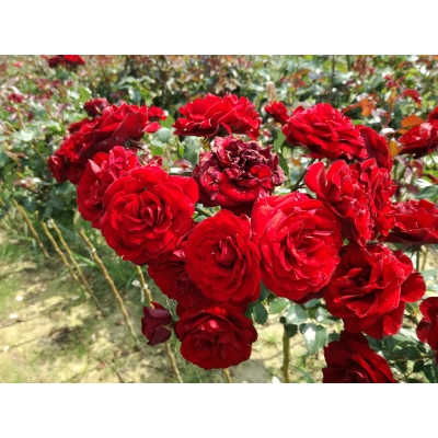 Róża na pniu sztamowa Czerwona I gatunek