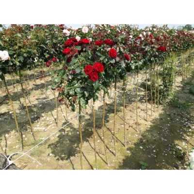 Róża na pniu sztamowa Czerwona I gatunek