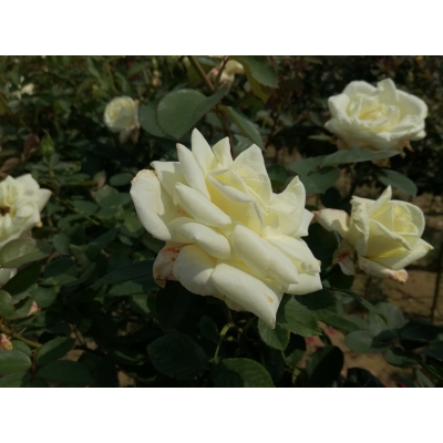 Róża na pniu sztamowa Ecri I gatunek