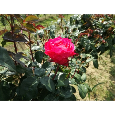 Róża na pniu sztamowa Biskupia  I gatunek