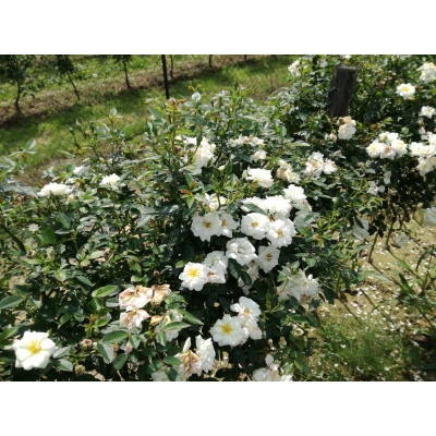 Róża na pniu sztamowa Biała miniaturka I gatunek