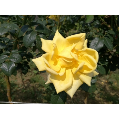Róża na pniu sztamowa Żółta szalkowata I gatunek