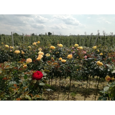 Róża na pniu sztamowa Żółta szalkowata I gatunek