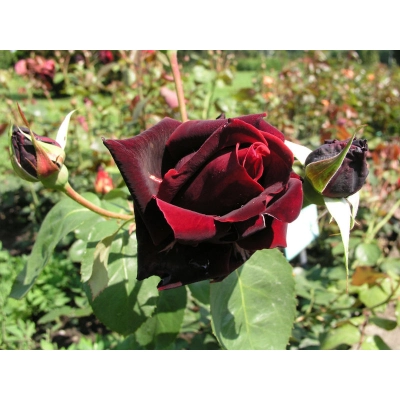 Róża wlkp. Bordo - czarna Z DONICY