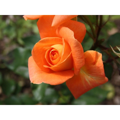 Róża wlkp. Pomarańczowa Szlachetna Z DONICY