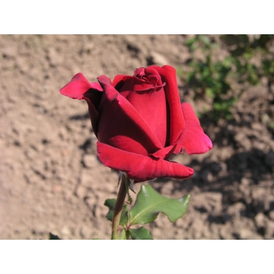 Róża wlkp. Czerwona Szlachetna  Z DONICY