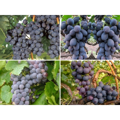 Winorośl zestaw odmian na Wino
