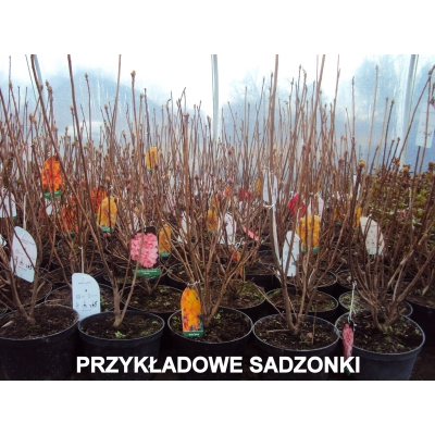 Azalia wielkokwiatowa Pomarańczowa