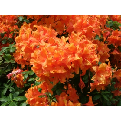 Azalia wielkokwiatowa Pomarańczowa