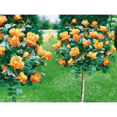 Róża pienna Pomarańczowa Z DONICY