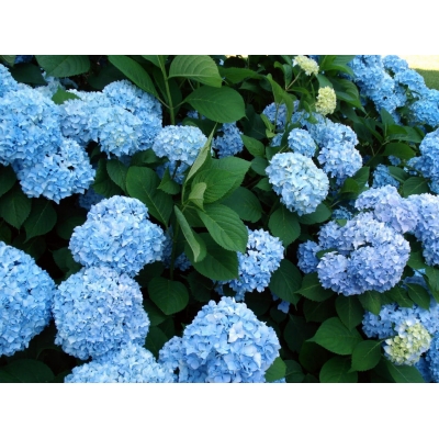 Hortensja ogrodowa Niebieska