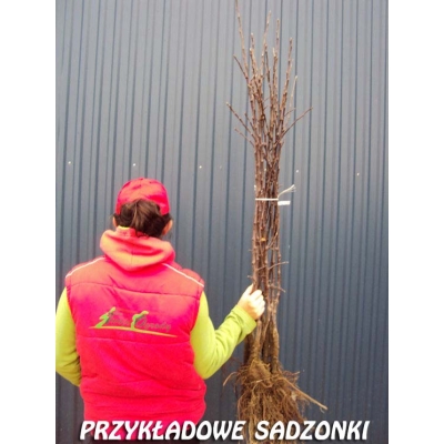 Jabłoń karłowa Jonagold Decosta