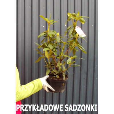 RÓŻANECZNIK 'rhododendron' ŻÓŁTY