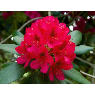 RÓŻANECZNIK 'rhododendron' CZERWONY Donica 1,5L