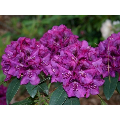 RÓŻANECZNIK 'rhododendron' FIOLETOWY Donica 1,5L