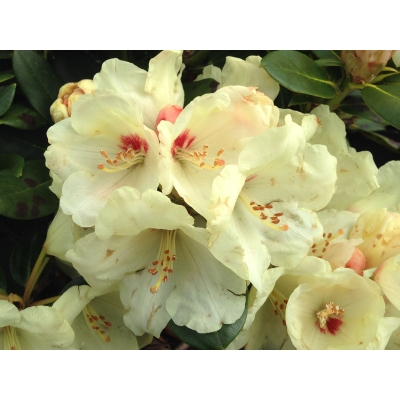 RÓŻANECZNIK 'rhododendron'  KREMOWY