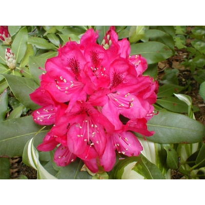 RÓŻANECZNIK 'rhododendron'  KRWISTY