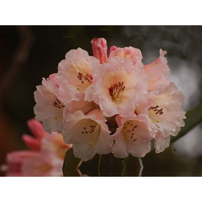 RÓŻANECZNIK 'rhododendron' ŁOSOSIOWY