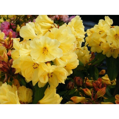 RÓŻANECZNIK 'rhododendron' ŻÓŁTY Donica 1,5L