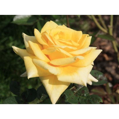 Róża wlkp. Żółta Pachnąca Z DONICY