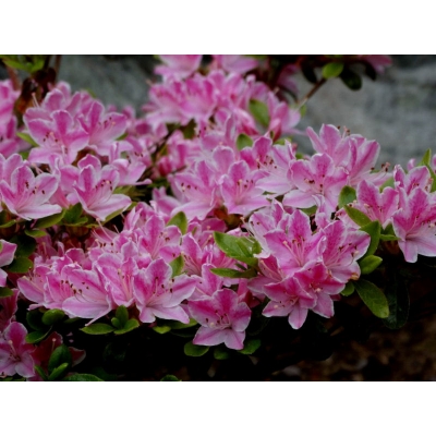 Azalia japońska Kermasina rose różowa