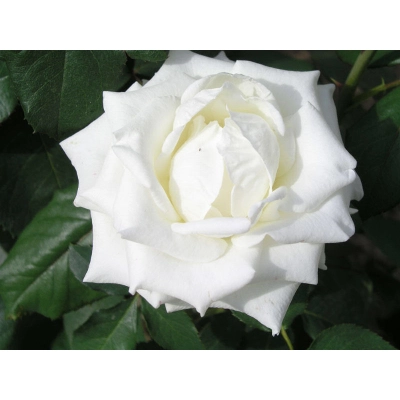 Róża wielkokwiatowa Biała