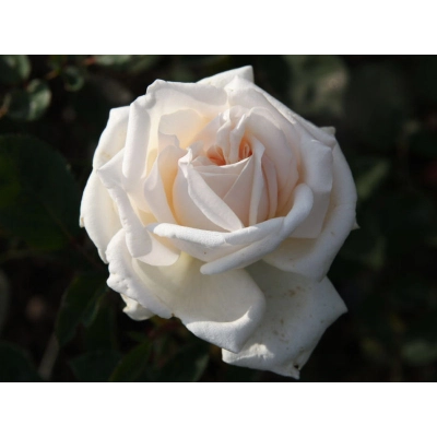 Róża wielkokwiatowa Biała z kremem