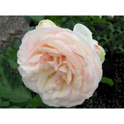 Róża wielkokwiatowa Łososiowa