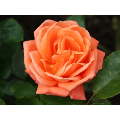 Róża wielkokwiatowa Pomarańczowa