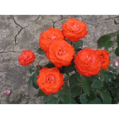 Róża wielkokwiatowa Pomarańczowa pachnąca