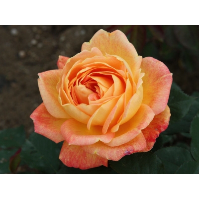 Róża wielkokwiatowa Pomarańczowa Rozeta