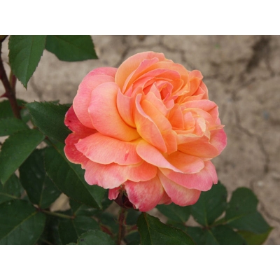 Róża rabatowa Pomarańczowa