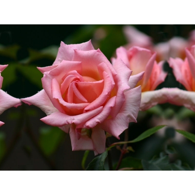 Róża wielkokwiatowa Różowa Aksamitna