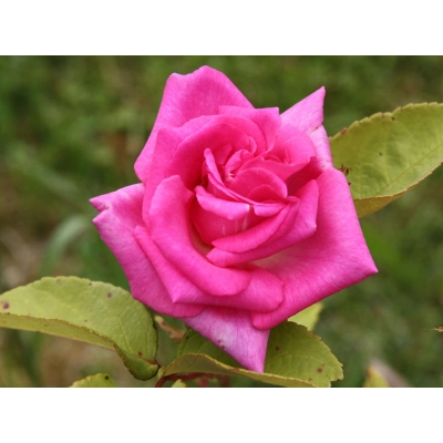 Róża wielkokwiatowa Różowa