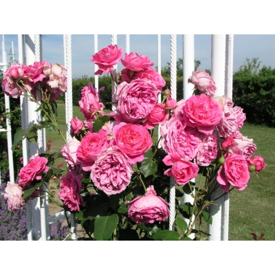Róża wielkokwiatowa Różowa Angielska