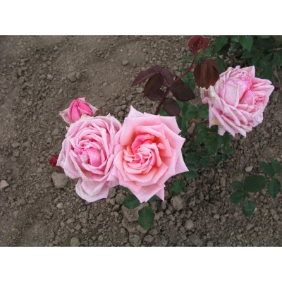 Róża wielkokwiatowa Różowa Rozetowa
