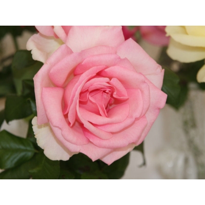 Róża wielkokwiatowa Różowa Szalkowata