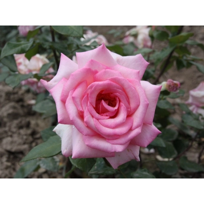 Róża rabatowa Rożowa z oczkiem