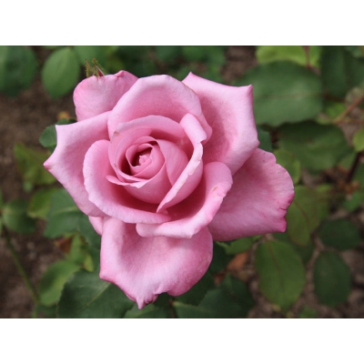Róża rabatowa Różowa