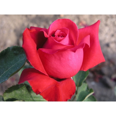Róża wlkp. Czerwona na kwiat cięty Z DONICY