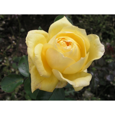 Róża wielkokwiatowa Zółta