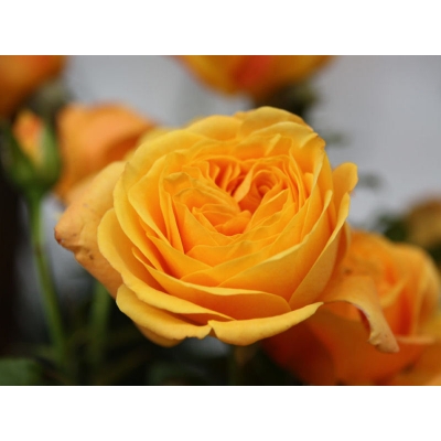Róża wielkokwiatowa Żółta