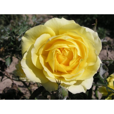 Róża wielkokwiatowa Żółta szalkowata