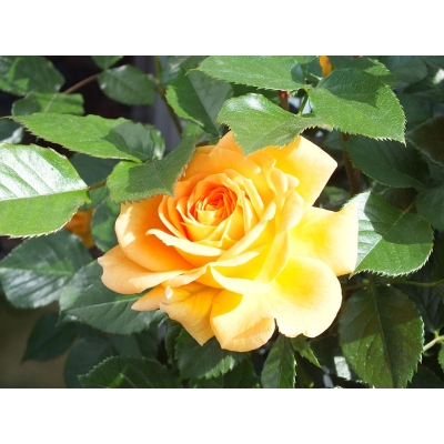 Róża rabatowa Żółta