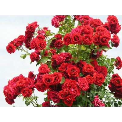 Róża pnąca Czerwona Duży kwiat