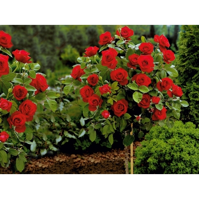 Róża na pniu sztamowa Czerwona miniaturka I gatunek 2 oczka