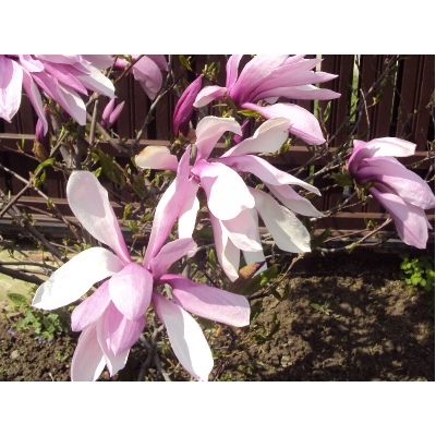 Magnolia Galaxy