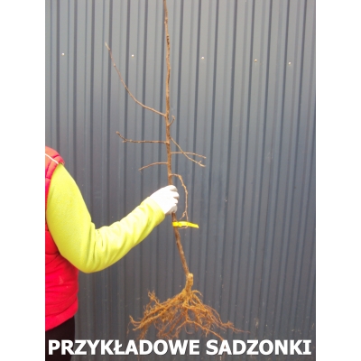 Pigwa szczepiona Jabłkowa