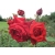 Róża wlkp. Czerwona Bukietowa Z DONICY