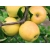Jabłoń karłowa Ananas Berżycki Z DONICY